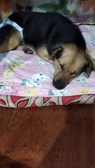 my beatiful dog bear