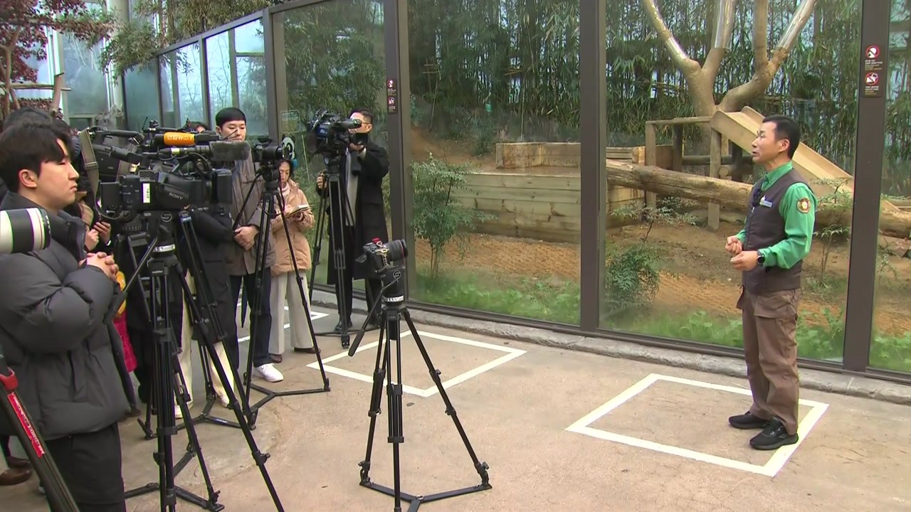 '푸바오 할부지' 강철원 사육사 "연속 앞구르기 걱정할 일 아니야" / YTN
