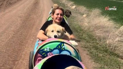 Vídeo: voluntarios fabrican un tren para pasear a perritos discapacitados
