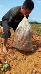 Despite Having No Hands #shorts #shortvideo #video #virals #videoviral #innovationhub