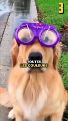 9 Mythes Courants Sur Les Chiens Dévoilés 🐶