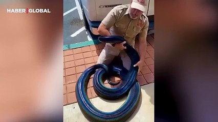 Şaşırtan anlar: Renkli anakonda ilk kez görüntülendi