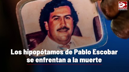 Los hipopótamos de Pablo Escobar se enfrentan a la muerte
