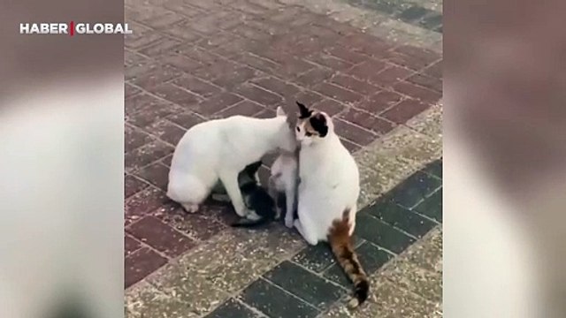 Yavrularını aşkla büyüten anne ve baba kedinin görüntüleri izlenme rekoru kırdı