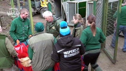 Lioness and her three cubs have been reunited at Yorkshire Wildlife Park after escaping bombs in Ukraine
