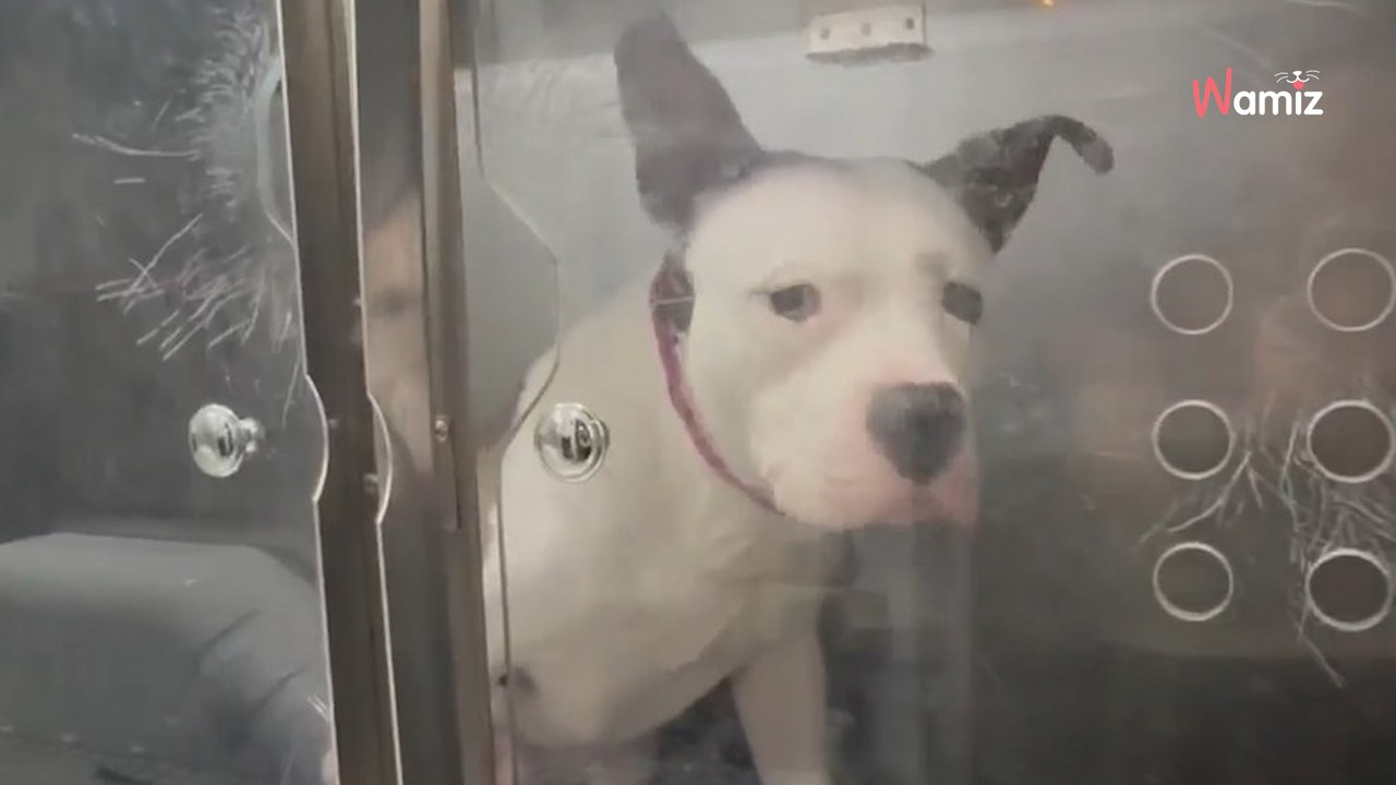 Il se met à frapper son chien dans la rue : il ne se doute pas qu'il est filmé par quelqu'un qui contacte la police