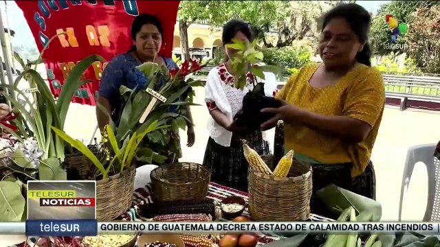 En Guatemala iniciaron las ferias de semillas nativas y criollas.