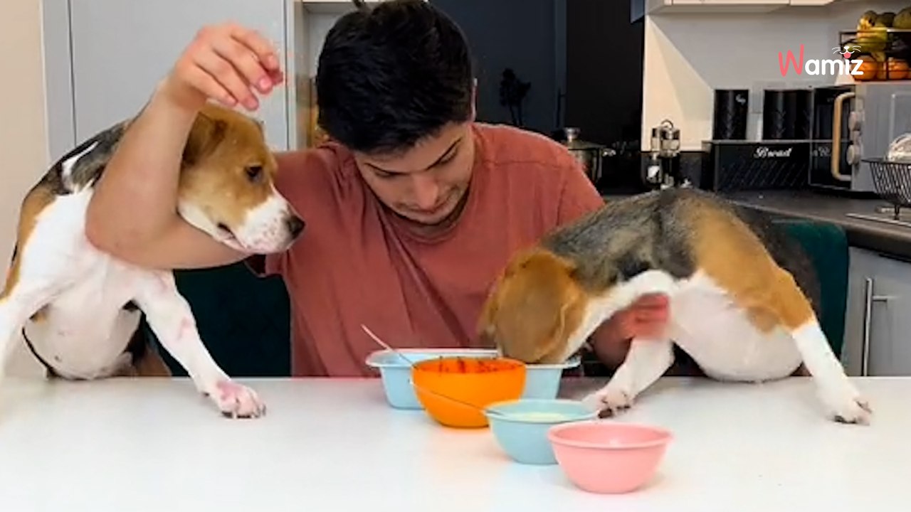 Il veut faire des lasagnes avec ses chiens : c'est sans doute la scène la plus chaotique jamais vue (vidéo)