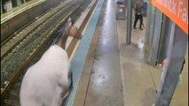 En Australie, un cheval de course surprend les usagers d'une gare
