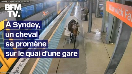 Un cheval se promène sur le quai d'une gare à Sydney et tente de monter dans un train