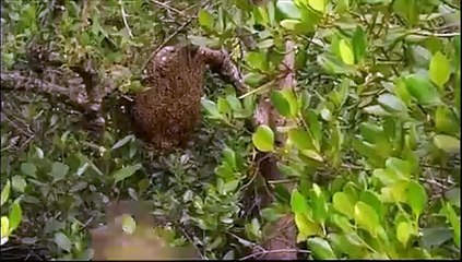 El Planeta Vivo: El Hombre – Bengala, El Delta de la Esperanza