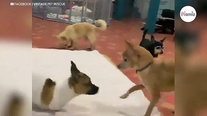 Two-legged puppy approaches other dogs: what happens next is tear-wrenching