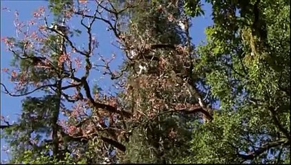 El planeta vivo El hombre - Himalaya la fuentes del ganges