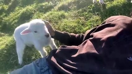 Cute Lamb Needs Attention