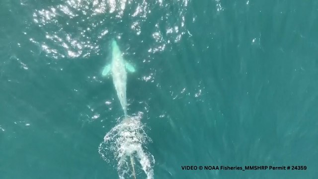 Los equipos de rescate buscan en la costa norte de California a una joven ballena gris enredada en una red