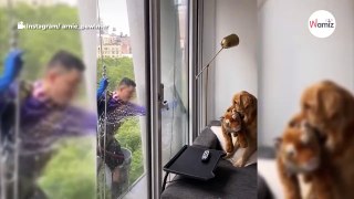 Window washer can't help but laugh when he sees who's on the other side