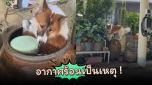อากาศร้อนเป็นเหตุ เจ้าตูบหนีร้อนลงโอ่งซะเลย !