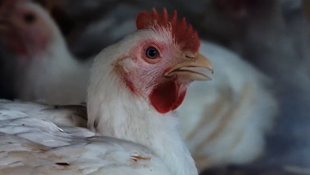 Shirley Ballas and other celebrities voice animals in new advert for RSPCA’s 200th year