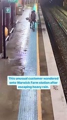 Escaped horse trots down platform and waits for train