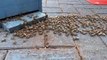 Resgate de abelhas: Vídeo mostra insetos seguindo Abelha Rainha no Bairro Coqueiral