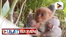 Dalawang lalaking nag-viral nang mandakma ng tarsier sa South Cotabato, sinampahan ng kasong...