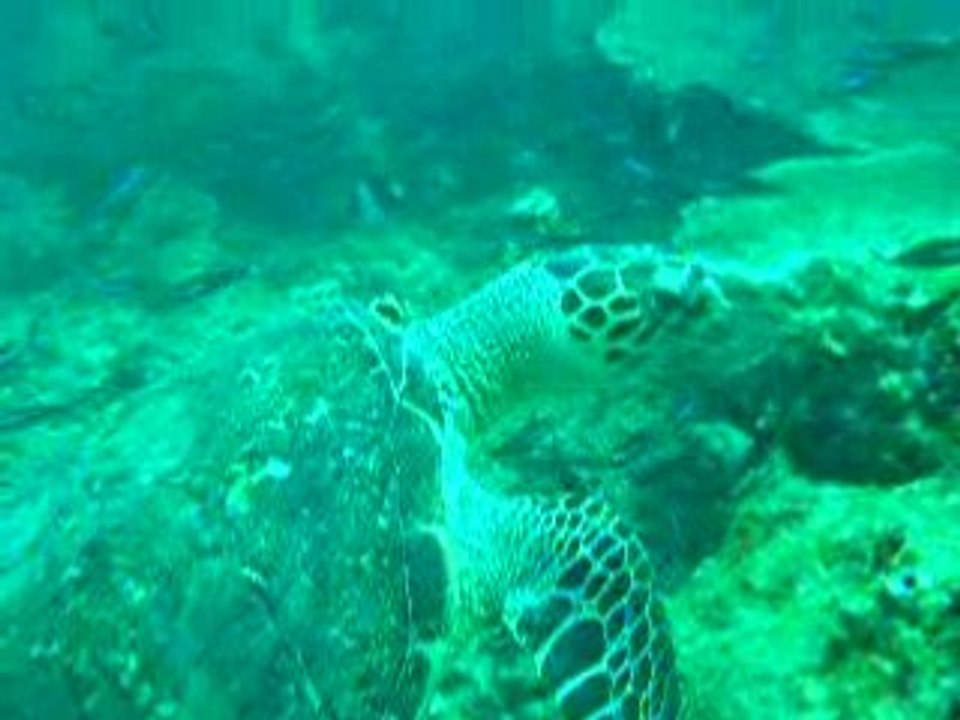 TORTUE DSCN7153