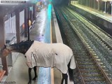شاهد: حصان هارب يتجول في محطة للقطارات في ضواحي سيدني