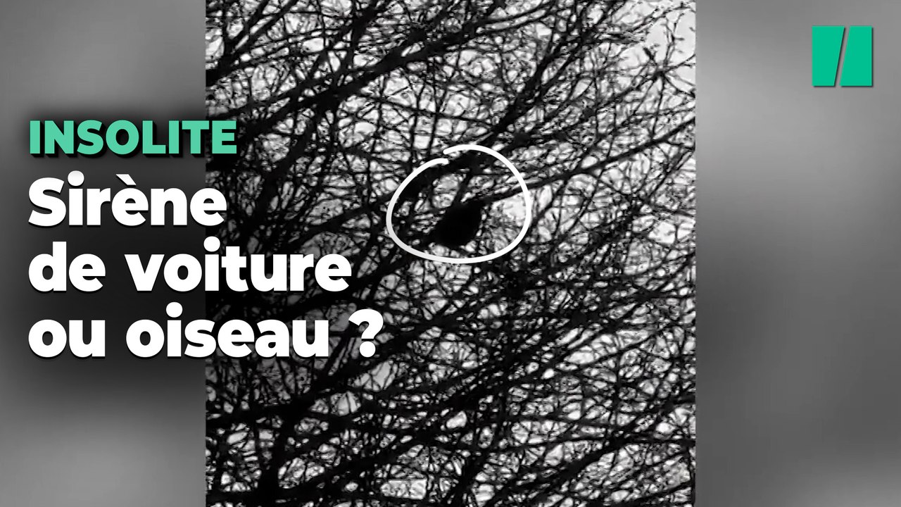 Une sirène de voiture ou le chant d’un oiseau ? Ces policiers anglais se sont fait avoir