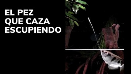 El pez que caza escupiendo