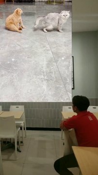 Funny video,finny cat,मजेदार वीडियो बा,فيديو مضحك,video kelakar,有趣的视频,,смешное видео,smeshnoye video,fidyu mudhik,video divertente,grappige video,video vui nhộn,smiješan video,lustiges Video,video divertido,sjov video