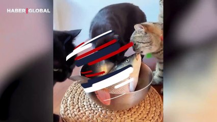 Masadaki canlı balığın dudağını yalayan kediler son hamleyle kaçacak delik aradı