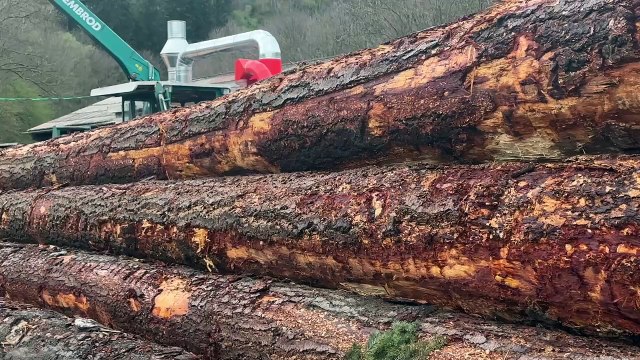 La scierie Bois du Haut-Forez se développe à Chalmazel