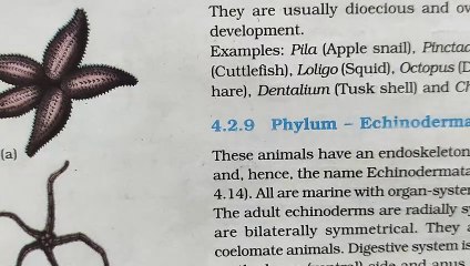 Phylum Echinodermata