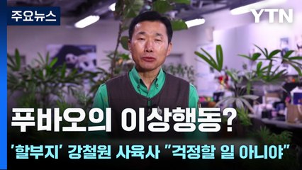 푸바오의 이상행동?...'할부지' 강철원 사육사 "걱정할 일 아니야" [앵커리포트] / YTN