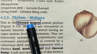 Mollusca Phylum