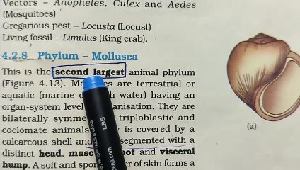 Mollusca Phylum