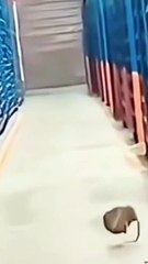 شجار الفئران ههههه