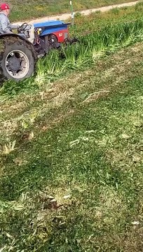 Andria: verdura distrutta , un video rivela i gravi danni che gli agricoltori stanno subendo per i cambiamenti climatici