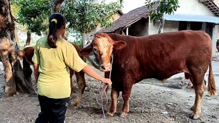 How to breed cow and buffalo bull in my village krec sukakaya