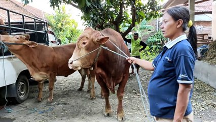 How to breed cow in my village education for farm