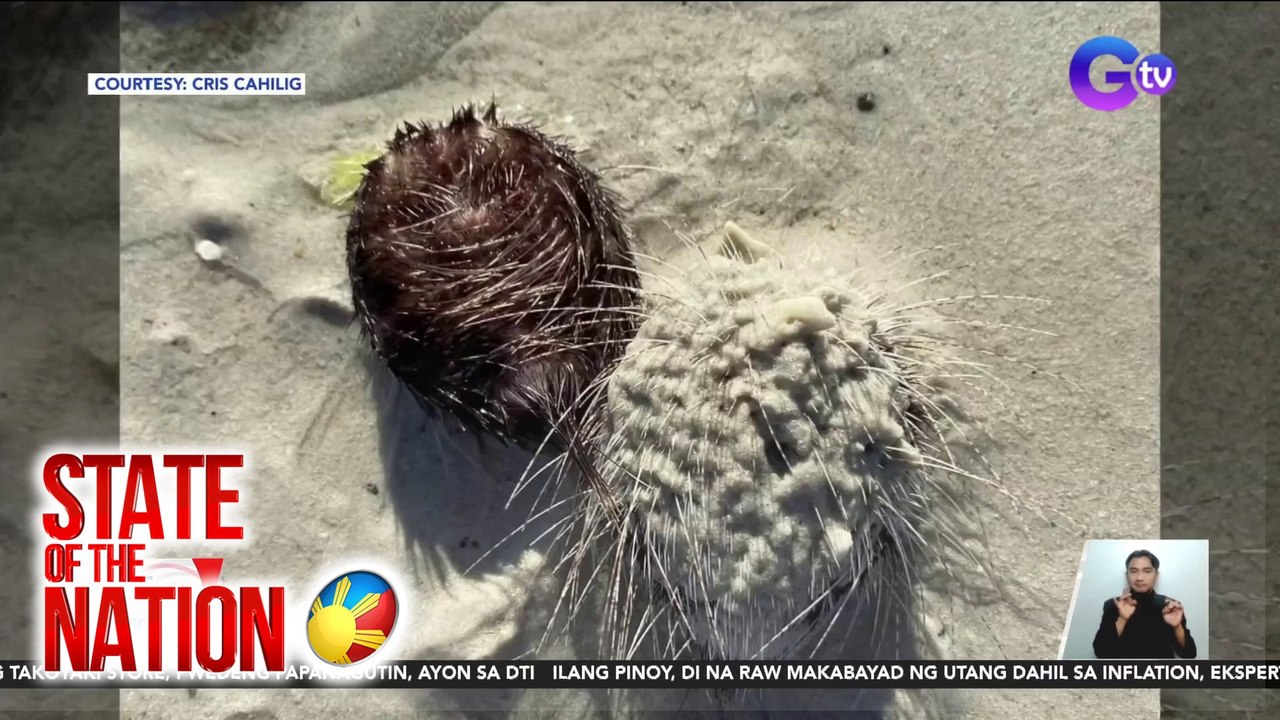 Pagdami ng Heart Urchin sa Boracay, ikinababahala ng CENRO | SONA