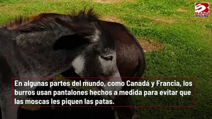 Los burros usan pantalones en algunas zonas del mundo
