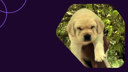 The Nearby Pets Store India Puppies