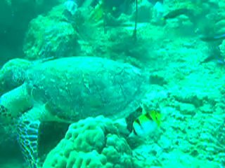 Fabiene tortueDSCN7151
