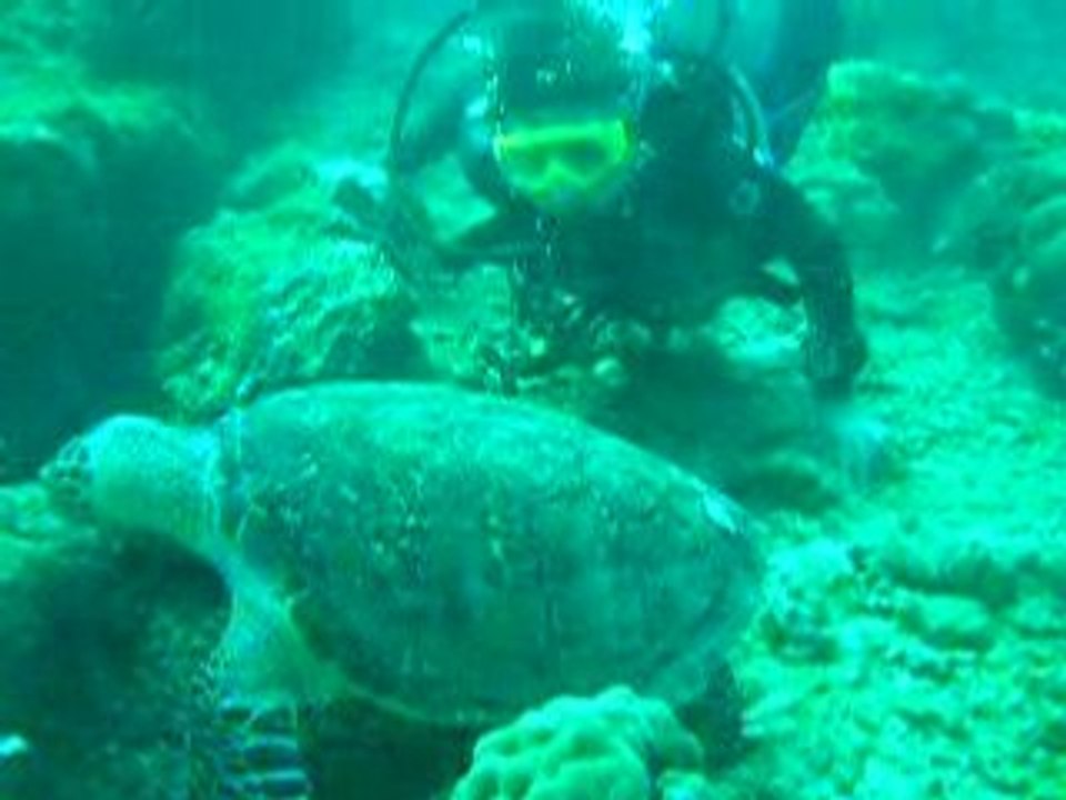 Fabiene tortueDSCN7151