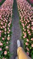 tulips beautiful