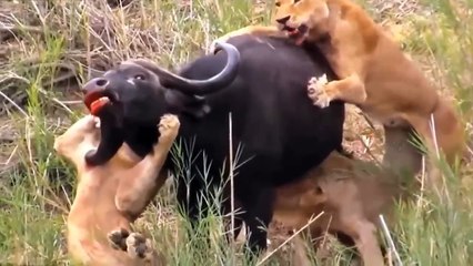 The most amazing moments of buffalo hunting by lions