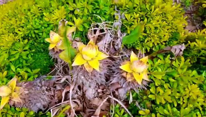 " FLEURS LA LOUBIÈRE, TOULON " JAK ARNOULD ©ADAGP