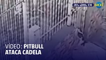 Juiz de Fora: pitbull ataca cadela pelo portão e arrasta para a rua