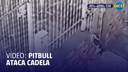 Juiz de Fora: pitbull ataca cadela pelo portão e arrasta para a rua
